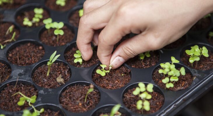 LIST OF STORES TO BUY CANNABIS SEEDS ONLINE LIST OF STORES TO BUY CANNABIS SEEDS ONLINE